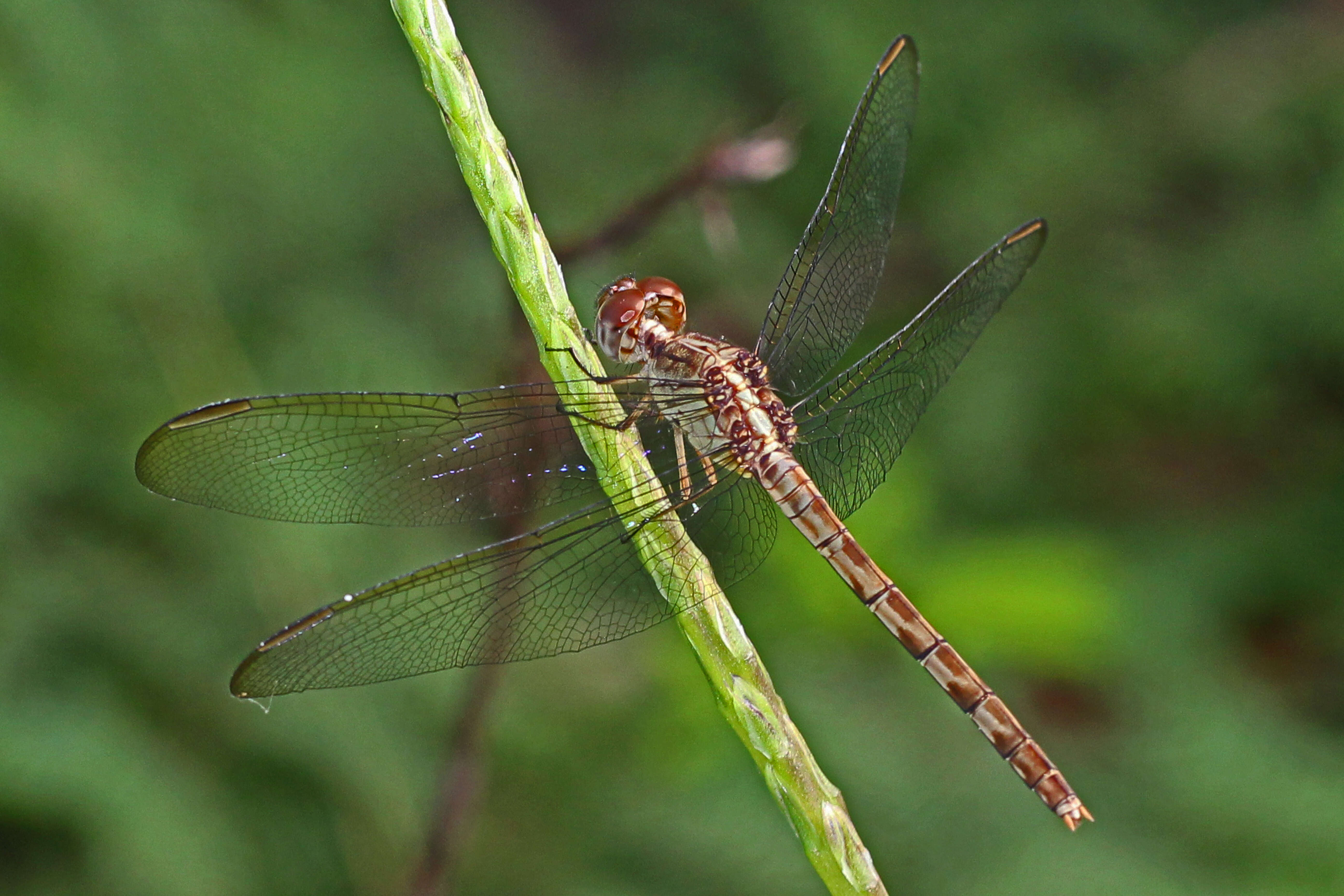 Sivun Erythrodiplax umbrata (Linnaeus 1758) kuva