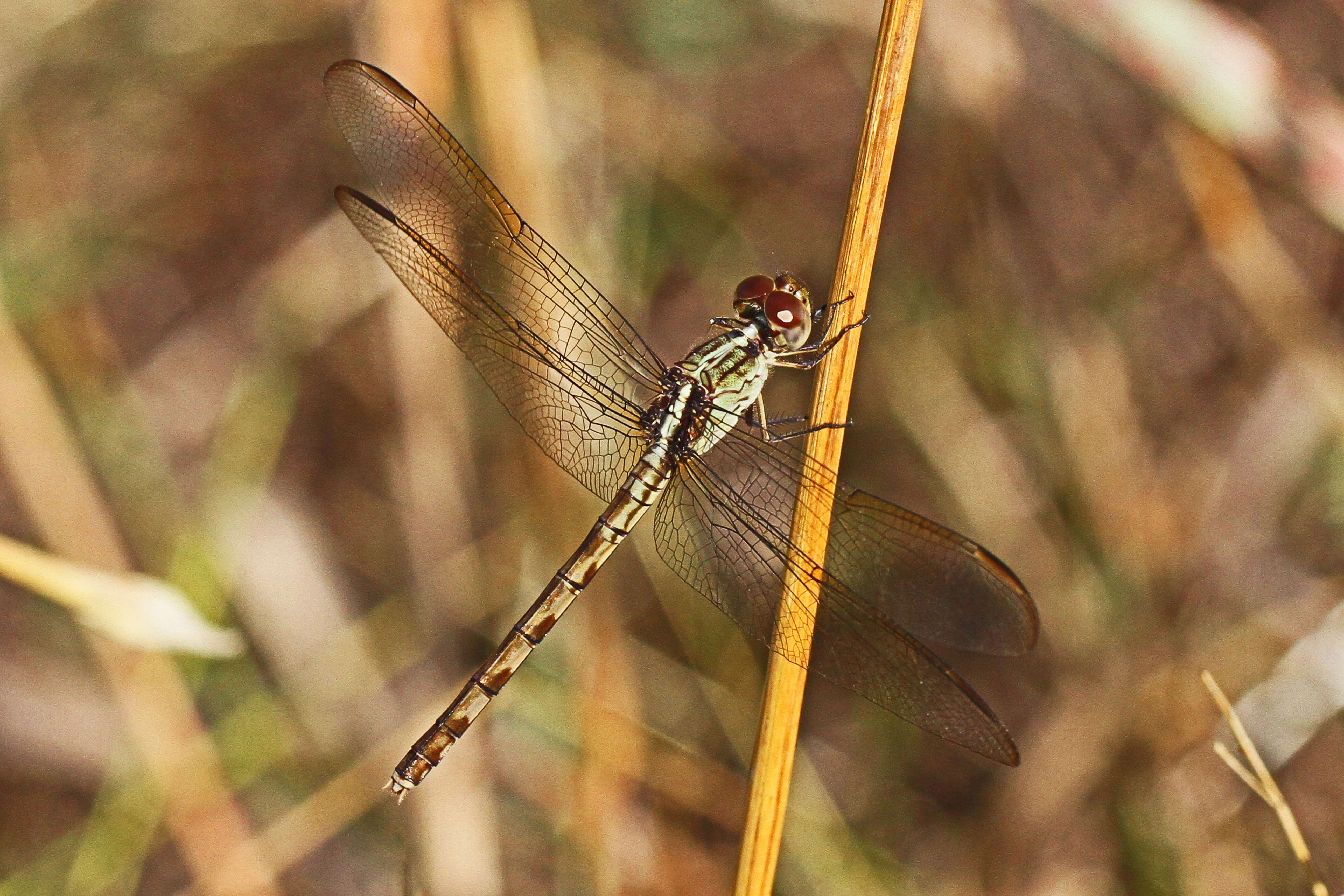 Sivun Erythrodiplax umbrata (Linnaeus 1758) kuva