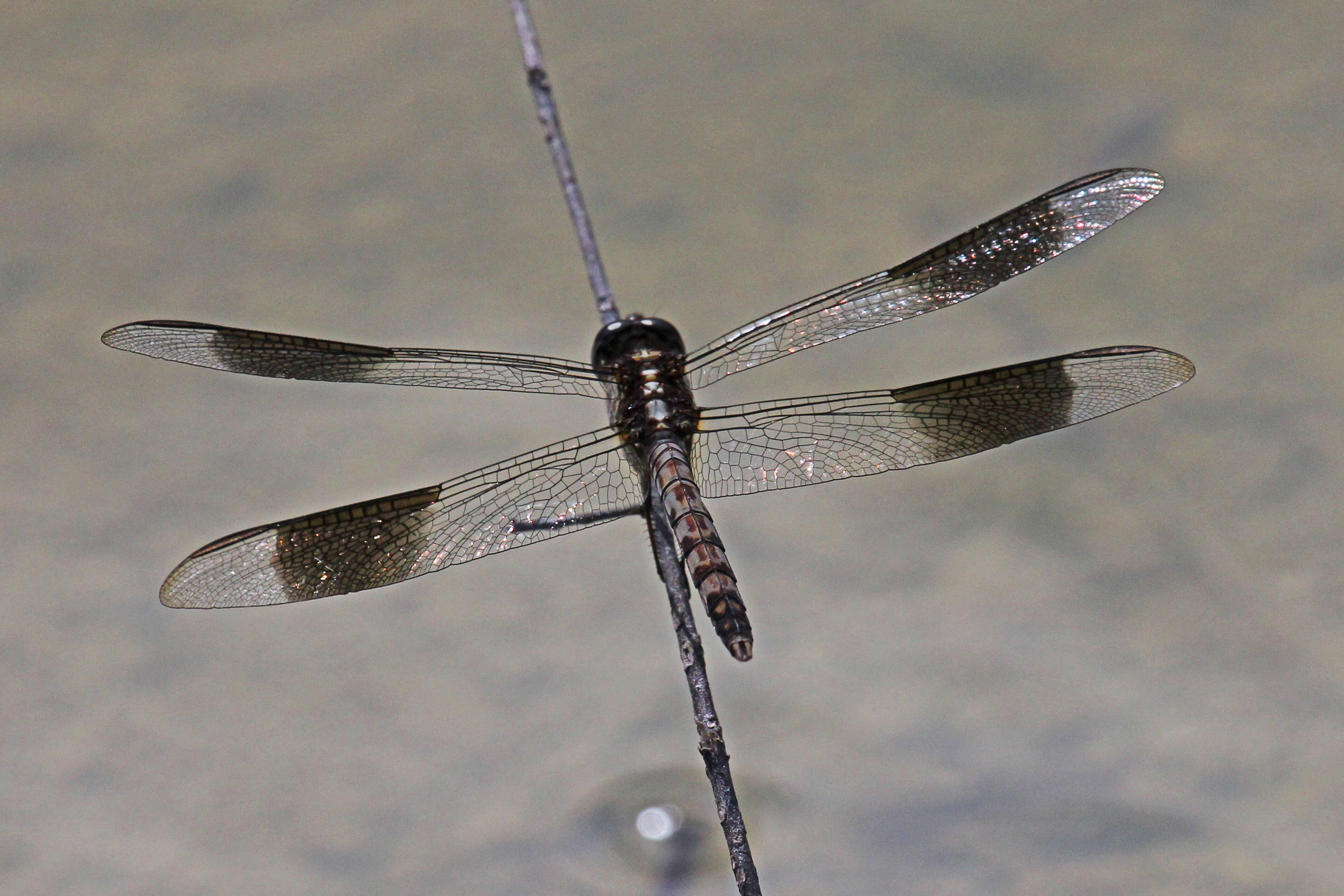 Sivun Erythrodiplax umbrata (Linnaeus 1758) kuva