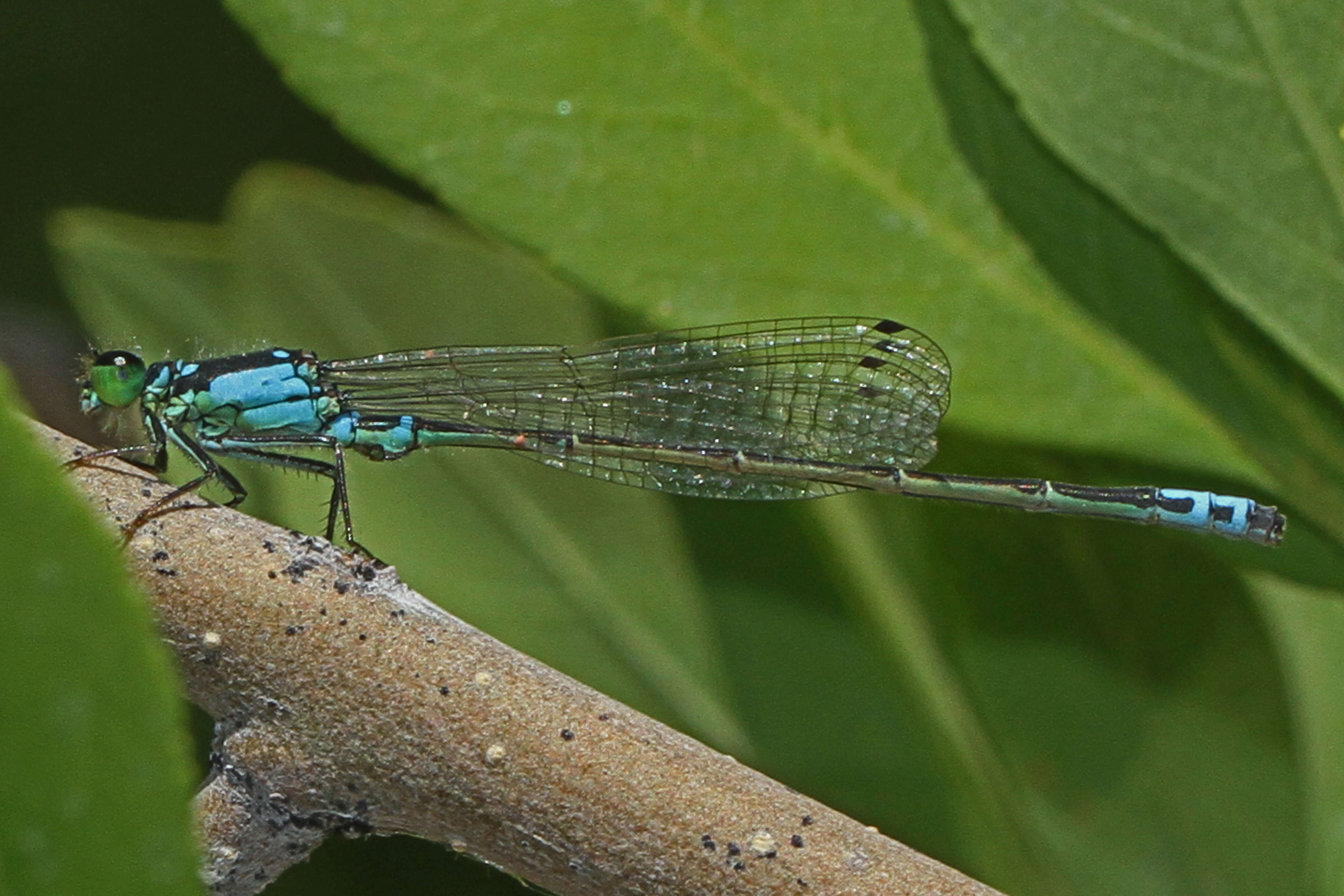 Image of Plains Forktail