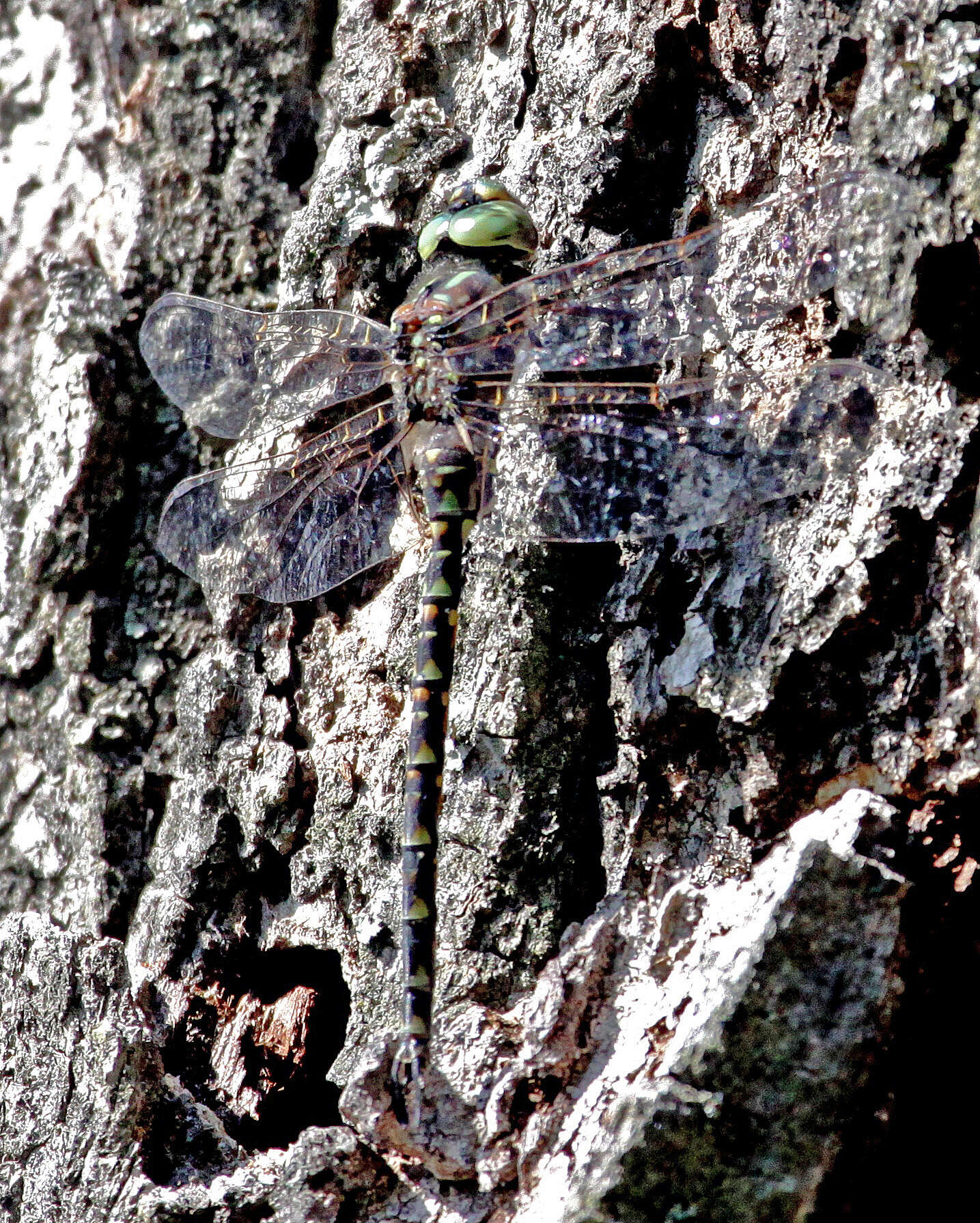 Image of Pygmy Darners