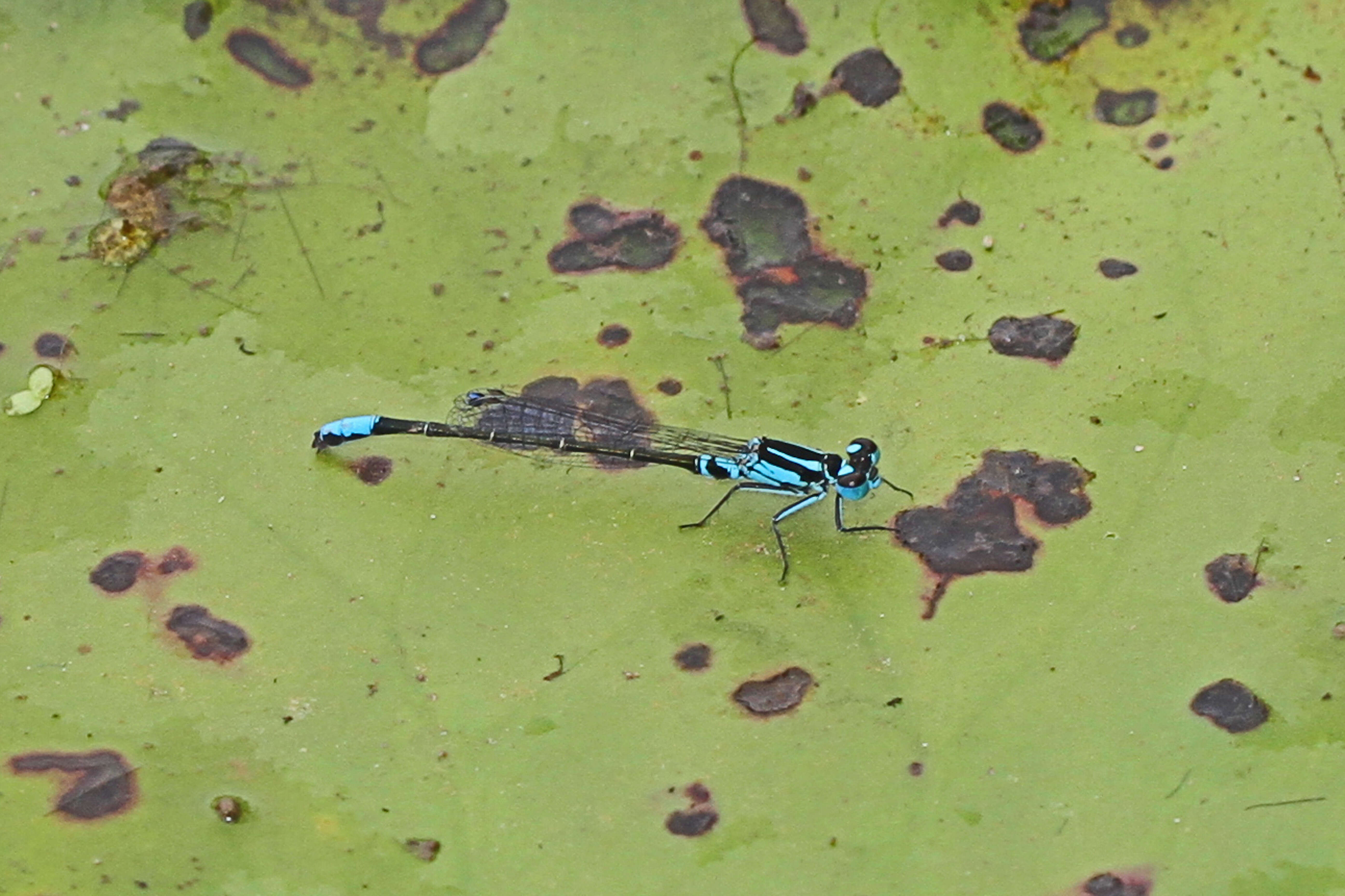 Image of Lilypad Forktail