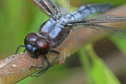 Image of Bar-winged Skimmer