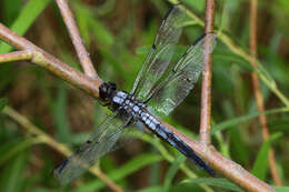 Image of Bar-winged Skimmer