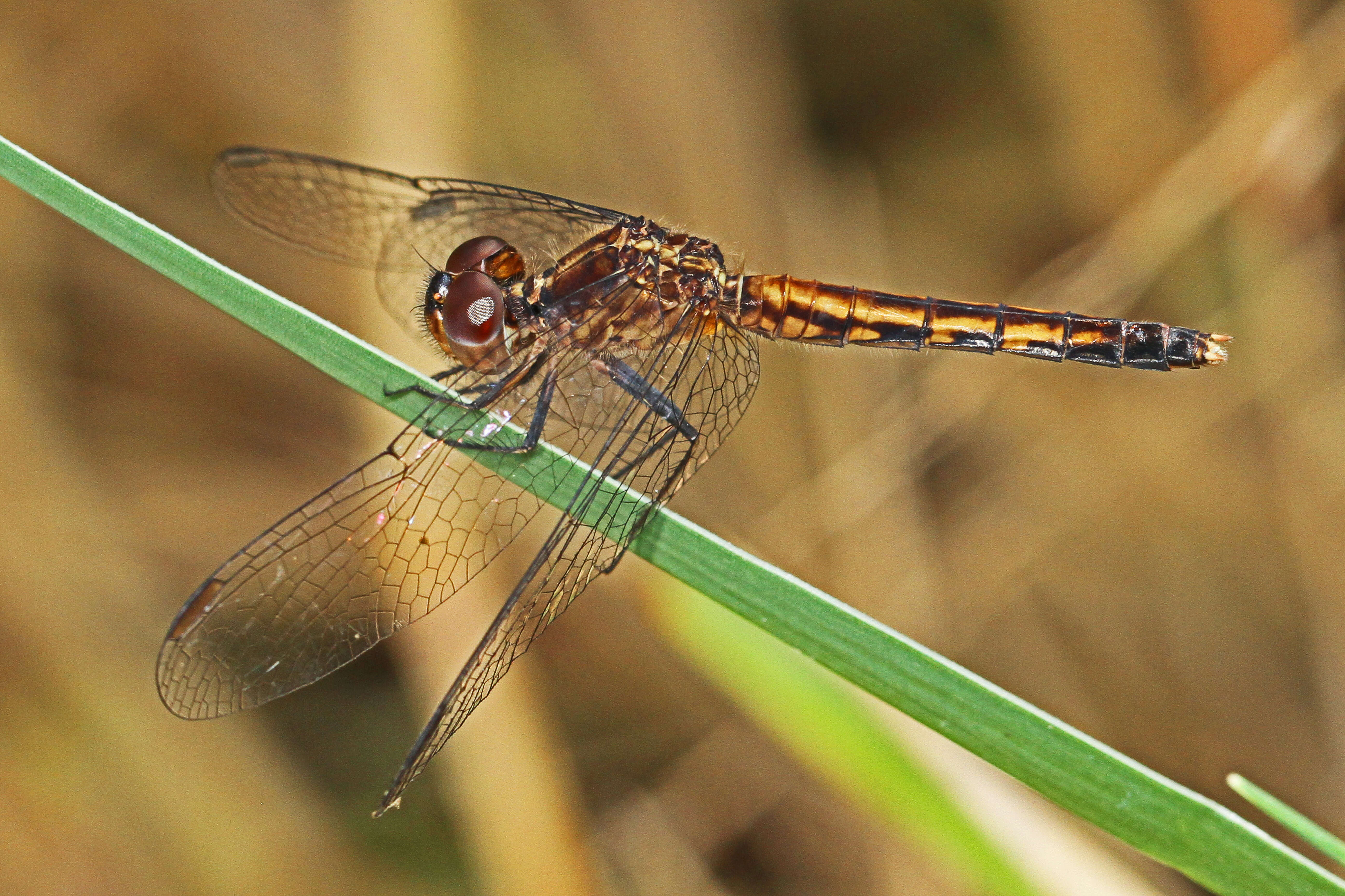 Image of Little Blue Dragonlet