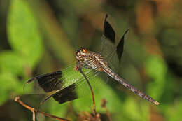 Sivun Erythrodiplax umbrata (Linnaeus 1758) kuva