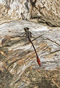 Image of Russet-tipped Clubtail