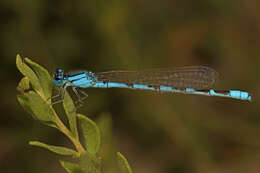 Image of Alkali Bluet