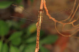 Sivun Erythrodiplax umbrata (Linnaeus 1758) kuva