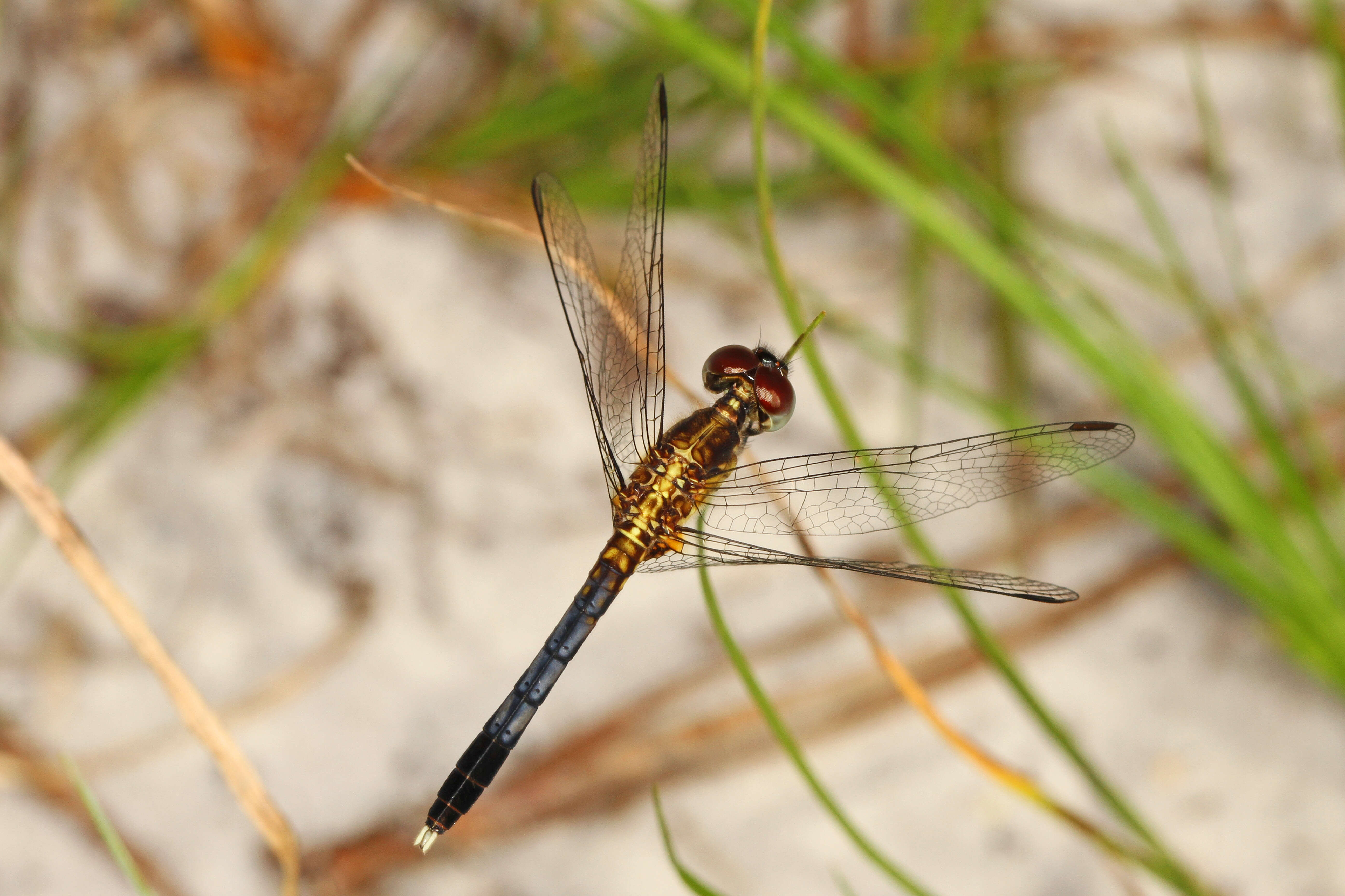 Image of Little Blue Dragonlet