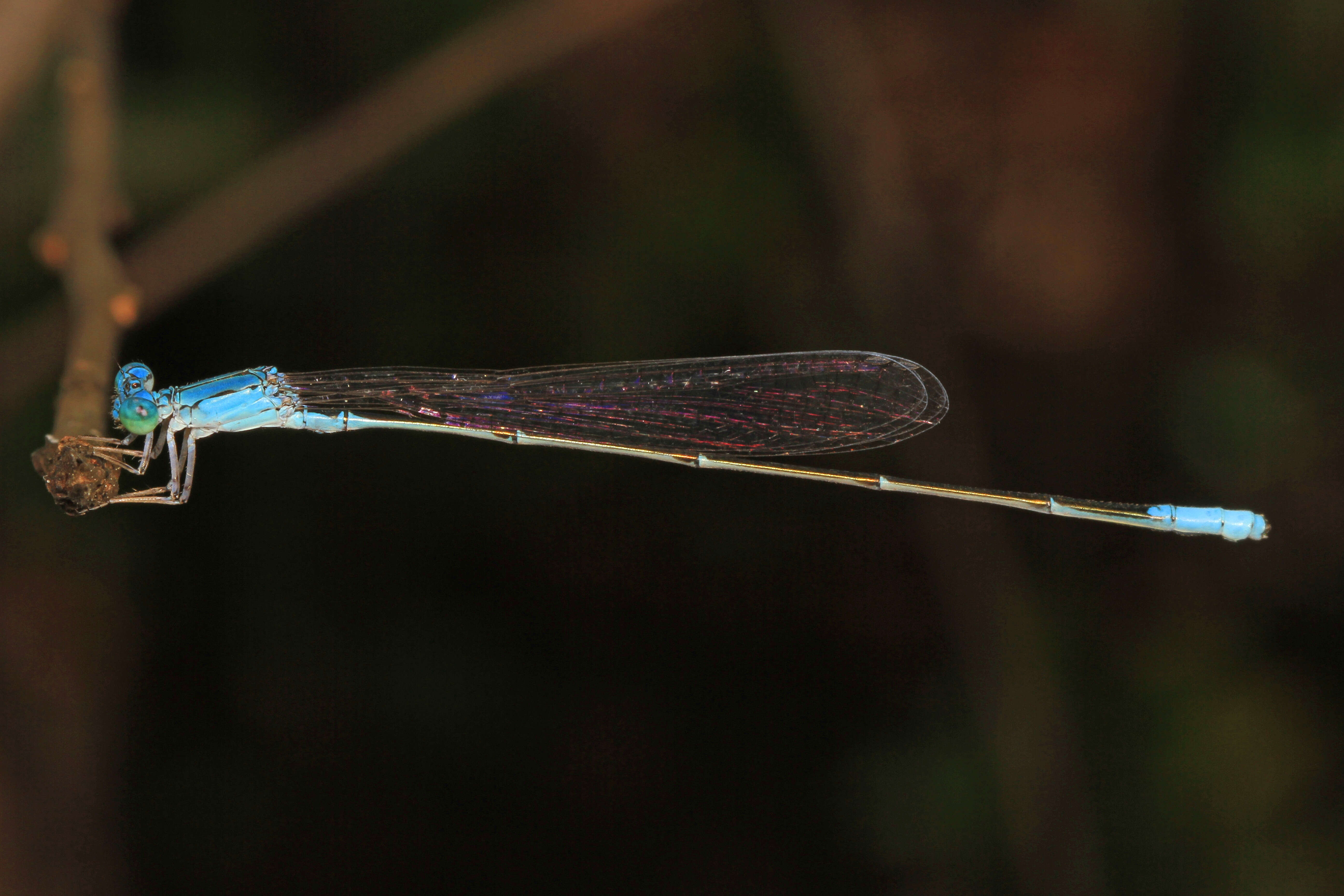 Image of Attentuated Bluet