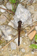 Image of Little Blue Dragonlet