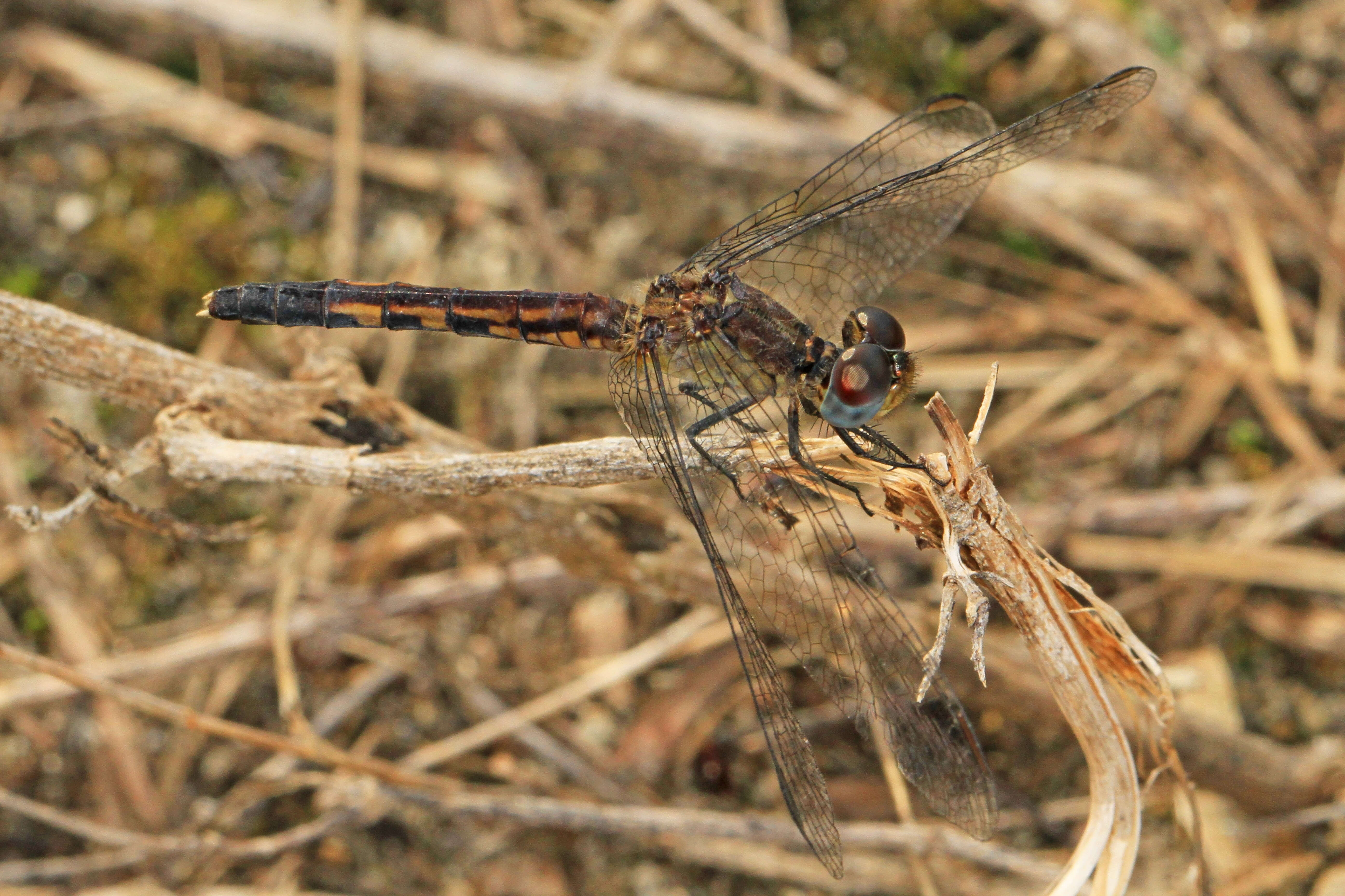 Image of Little Blue Dragonlet