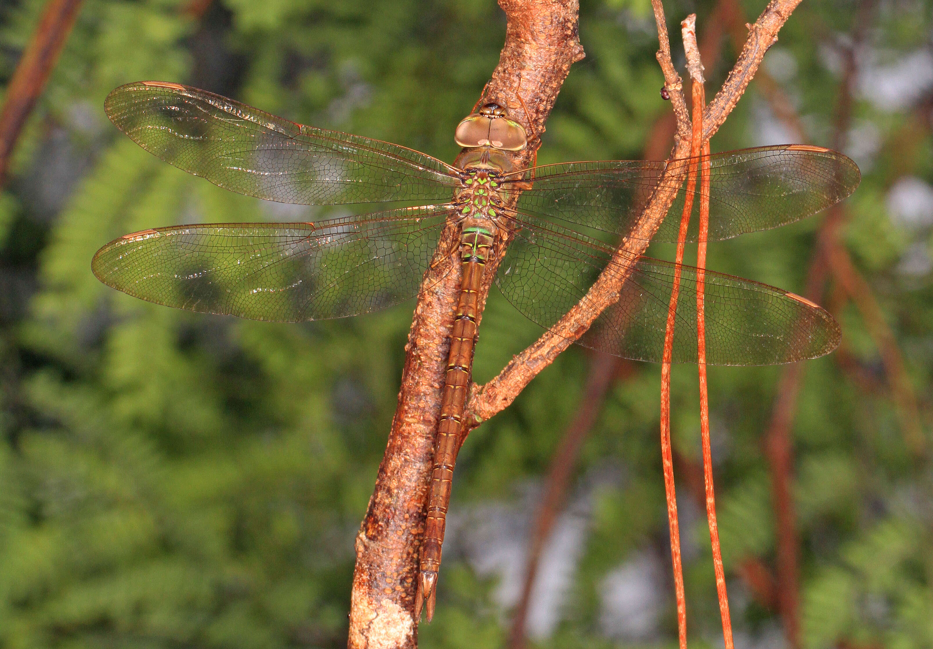 Image de Gynacantha nervosa Rambur 1842