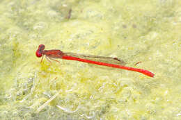 Image of Desert Firetail