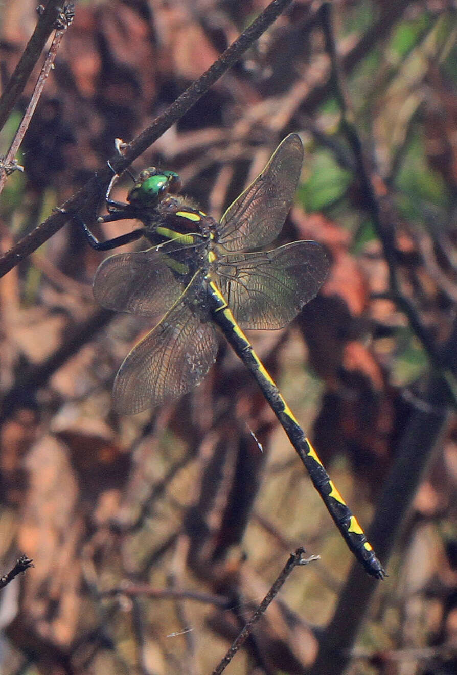 Image of Arrowhead Spiketail