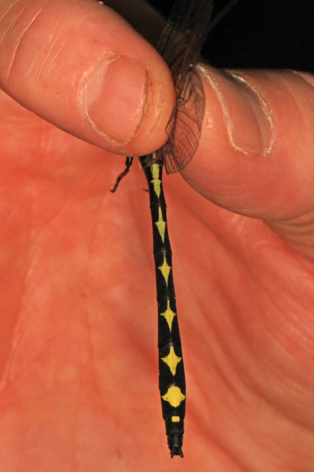 Image of Arrowhead Spiketail