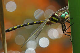 Image of Delta-spotted Spiketail