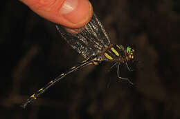 Image of Arrowhead Spiketail