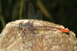 Image of Russet-tipped Clubtail