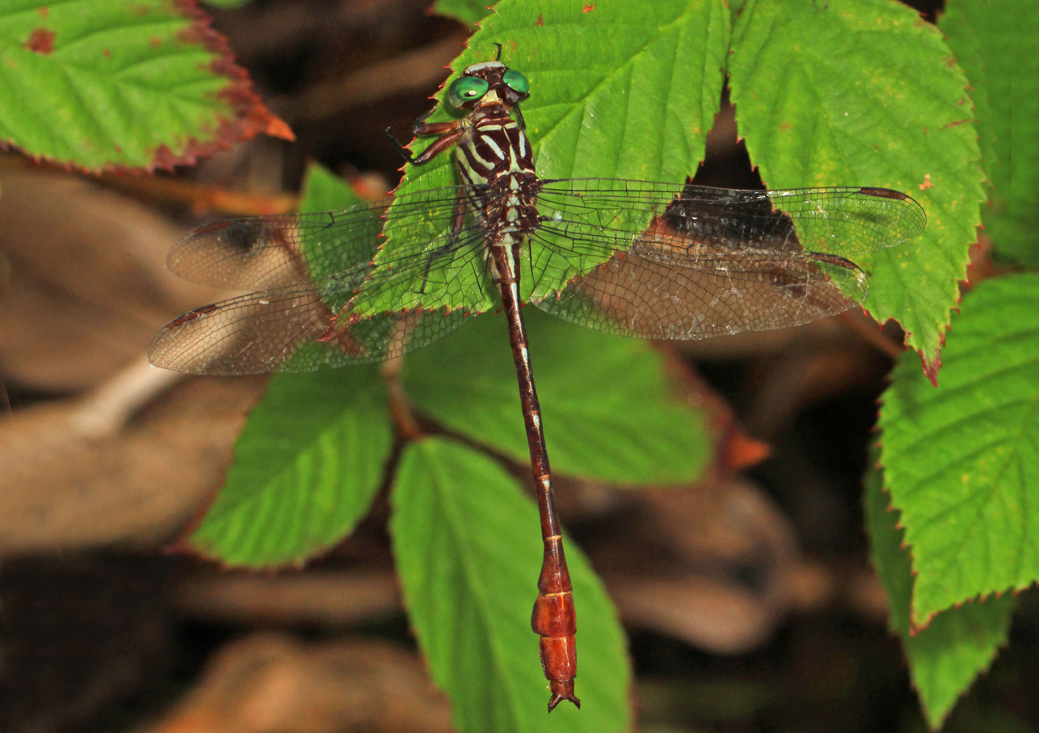 Image of Russet-tipped Clubtail