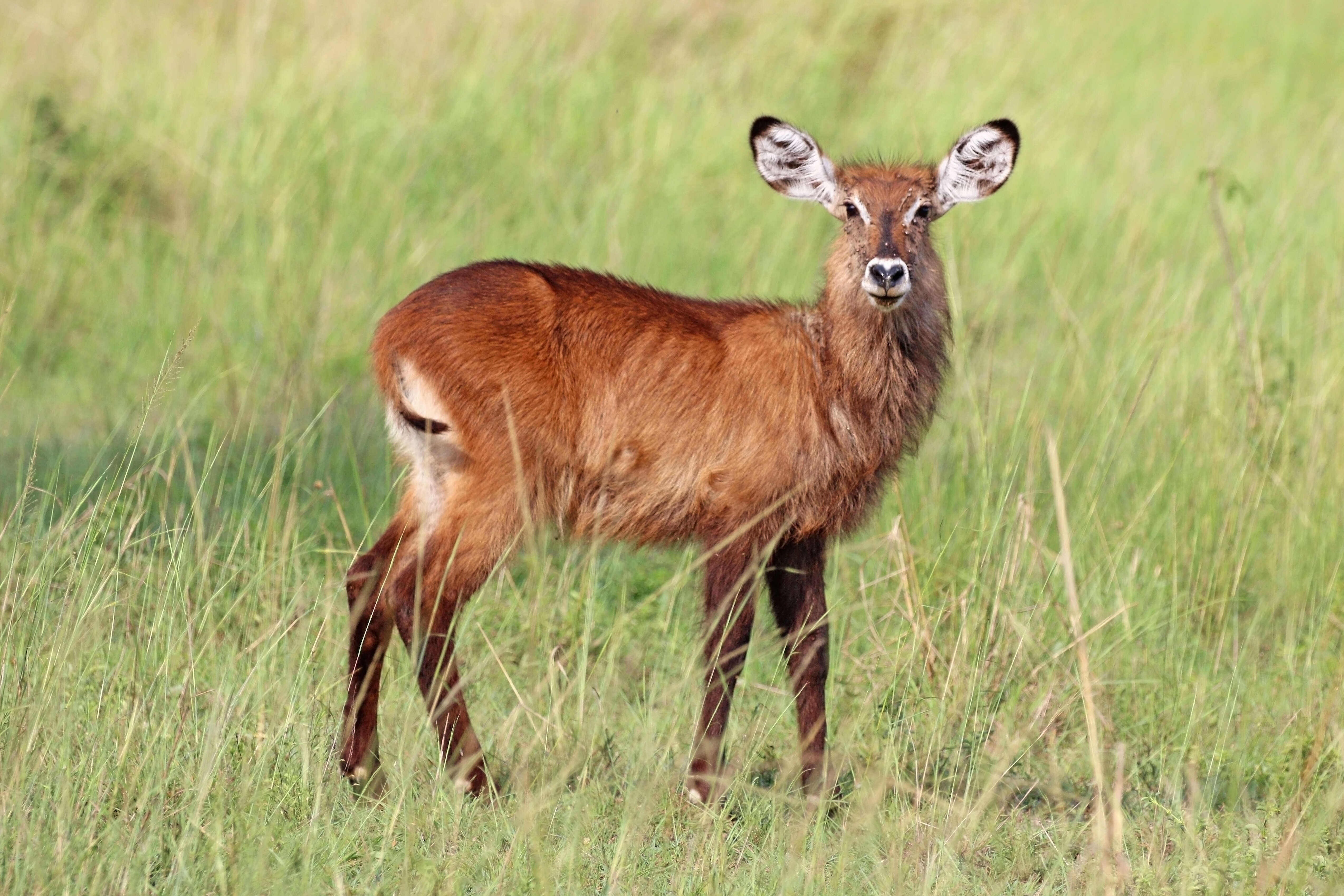 Image de Reduncinae