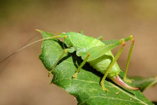 Image of Cyrtaspis