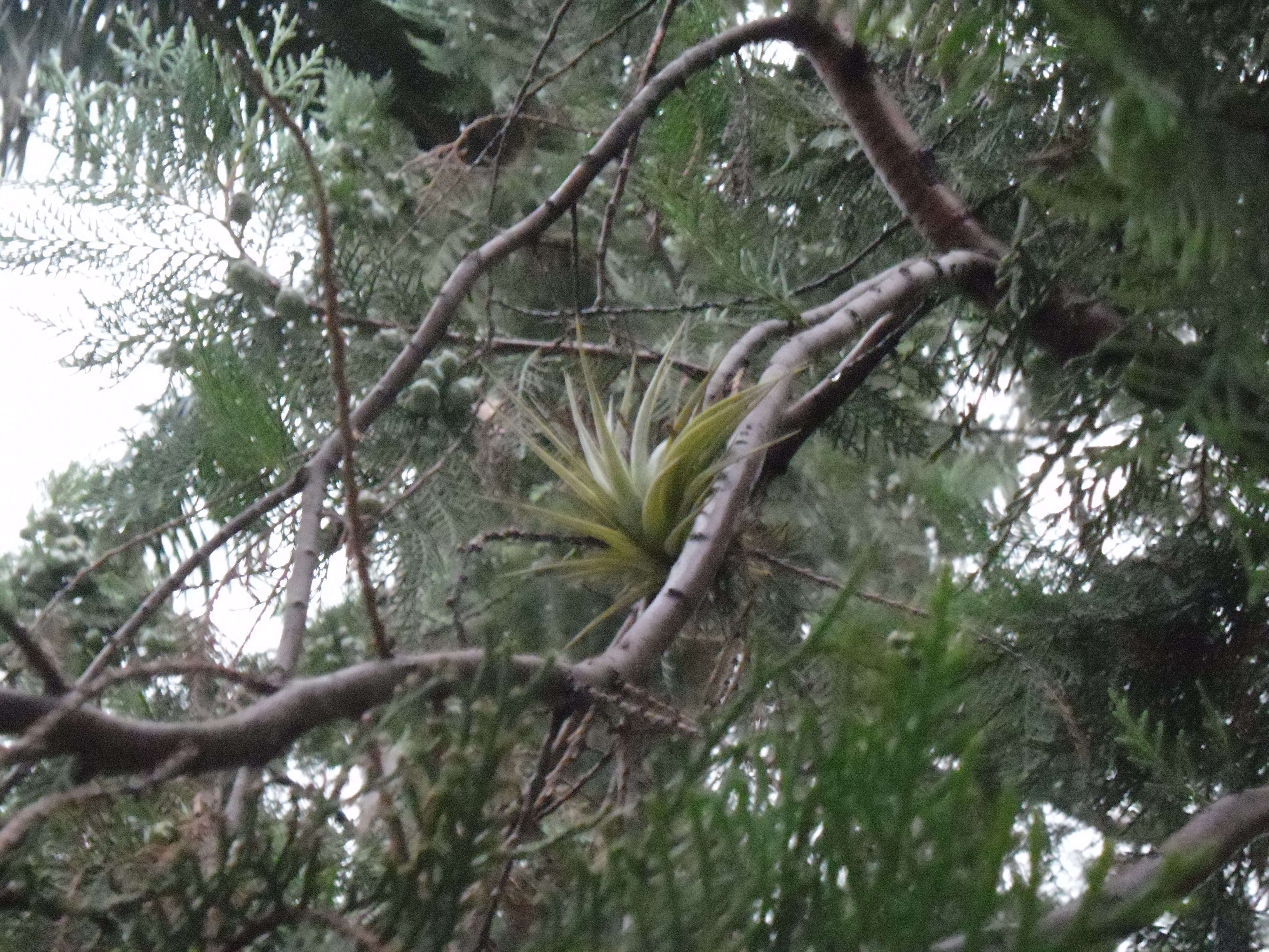 Imagem de Tillandsia brachycaulos Schltdl.