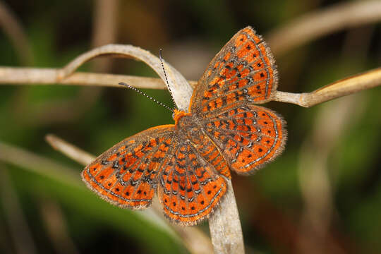 Image of Little Metalmark