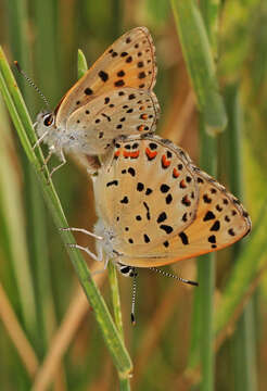 Imagem de Lycaena gorgon (Boisduval 1852)