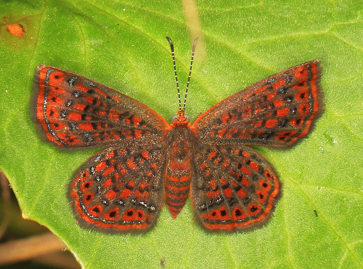 Image of Little Metalmark