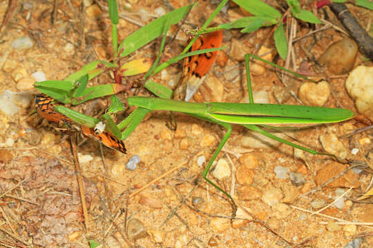 Image of Chinese mantis