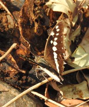 Imagem de Charaxes solon Fabricius 1793