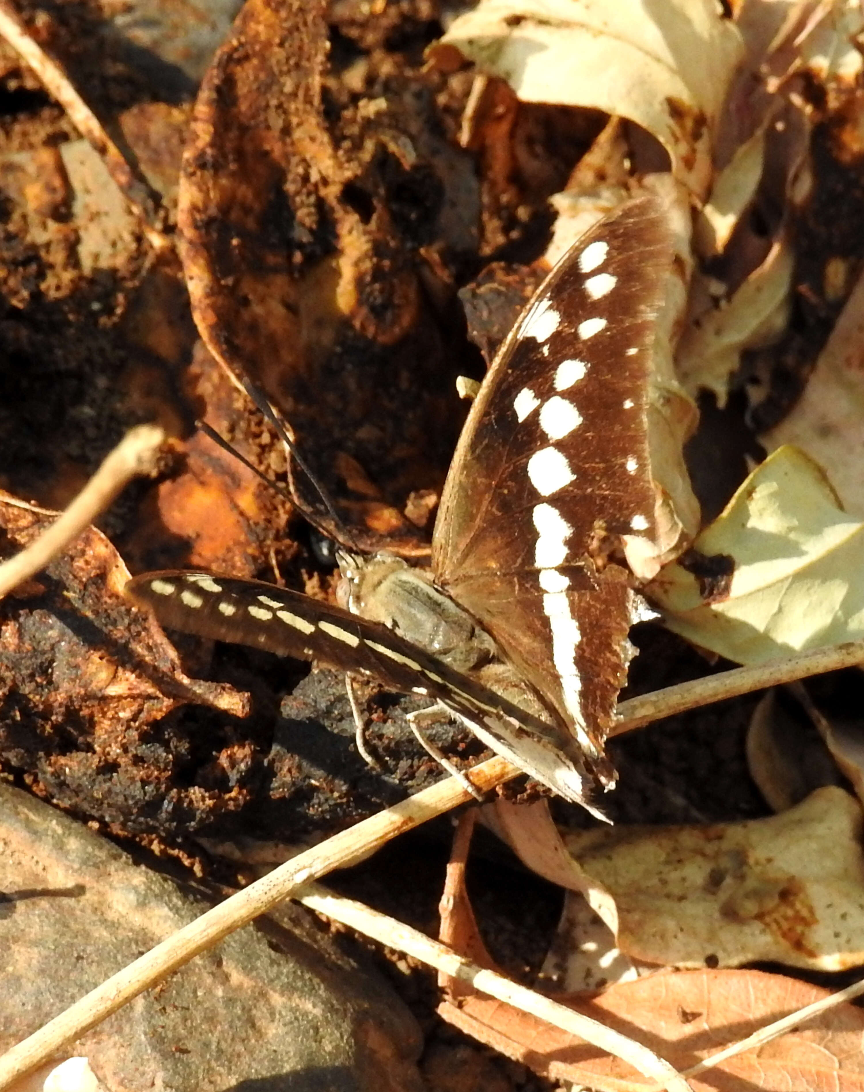 Imagem de Charaxes solon Fabricius 1793