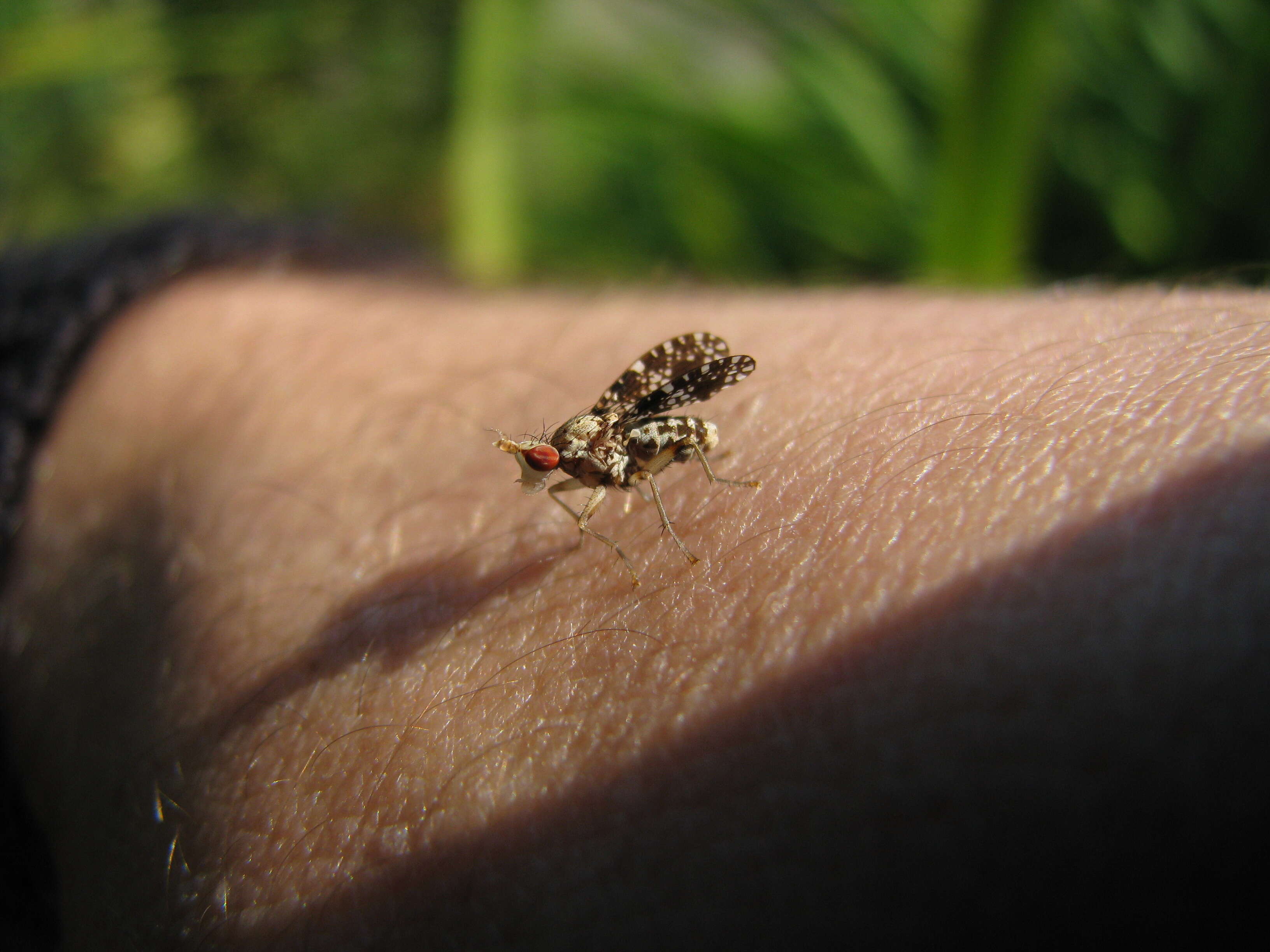 Image de Trypetoptera punctulata (Scopoli 1763)