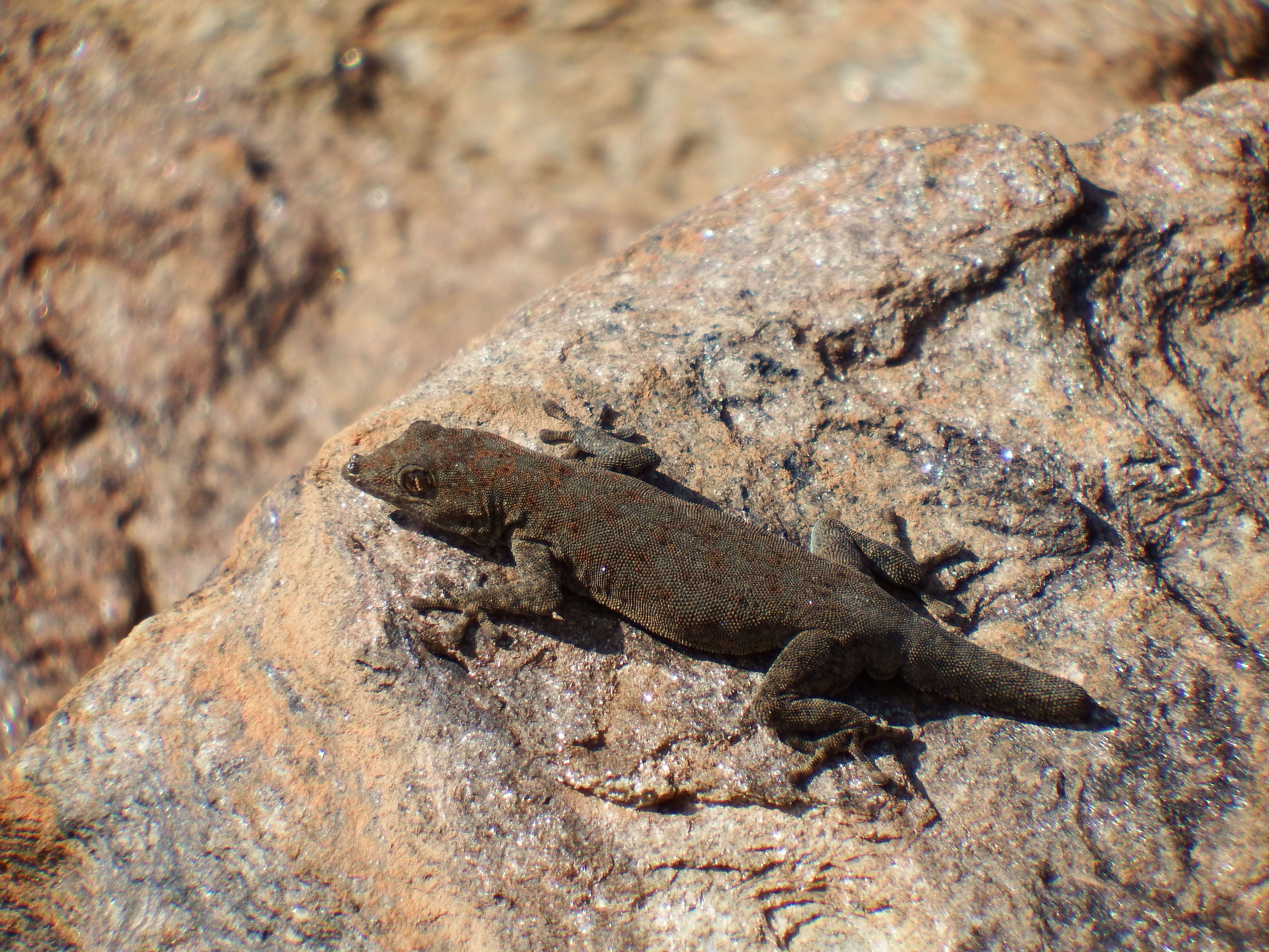 Image of Boulton’s Namib Day Gecko