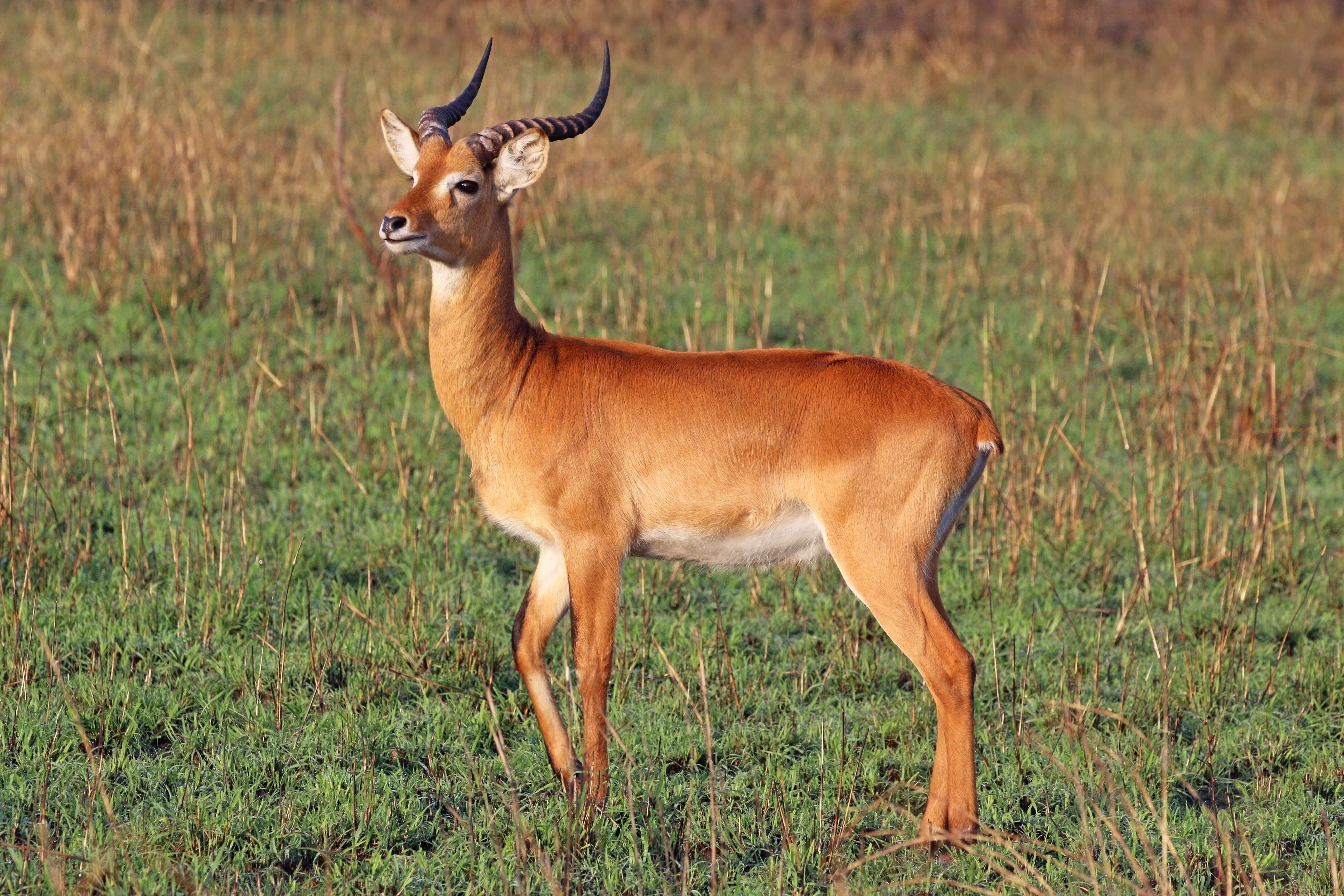 Image of Uganda Kob