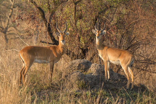 Image of Uganda Kob