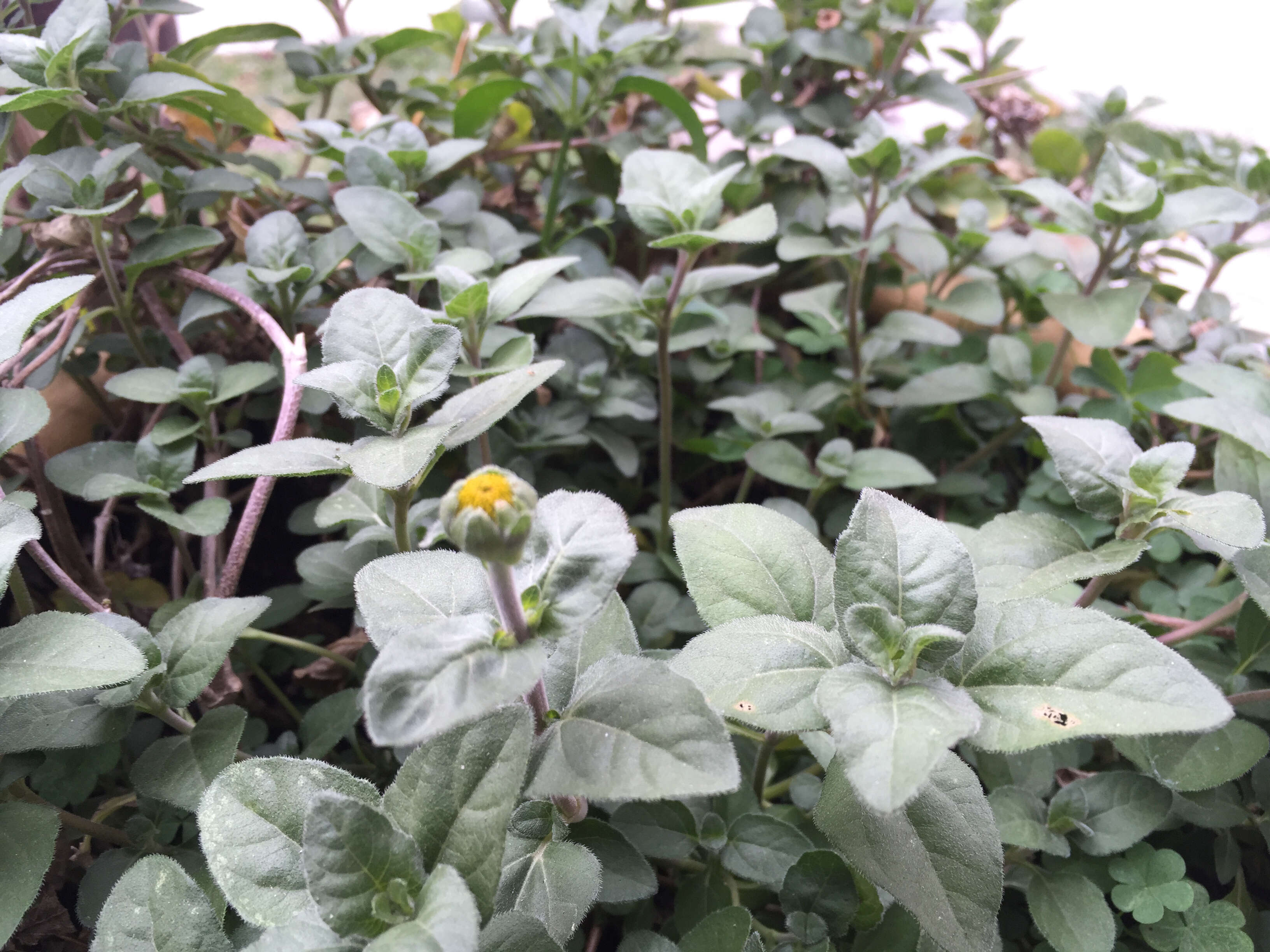 Image of Heliopsis longipes (A. Gray) S. F. Blake