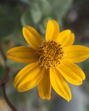 Image of Heliopsis longipes (A. Gray) S. F. Blake