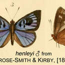 Image of Hypophytala henleyi (Kirby 1890)