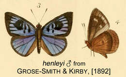 Hypophytala henleyi (Kirby 1890) resmi