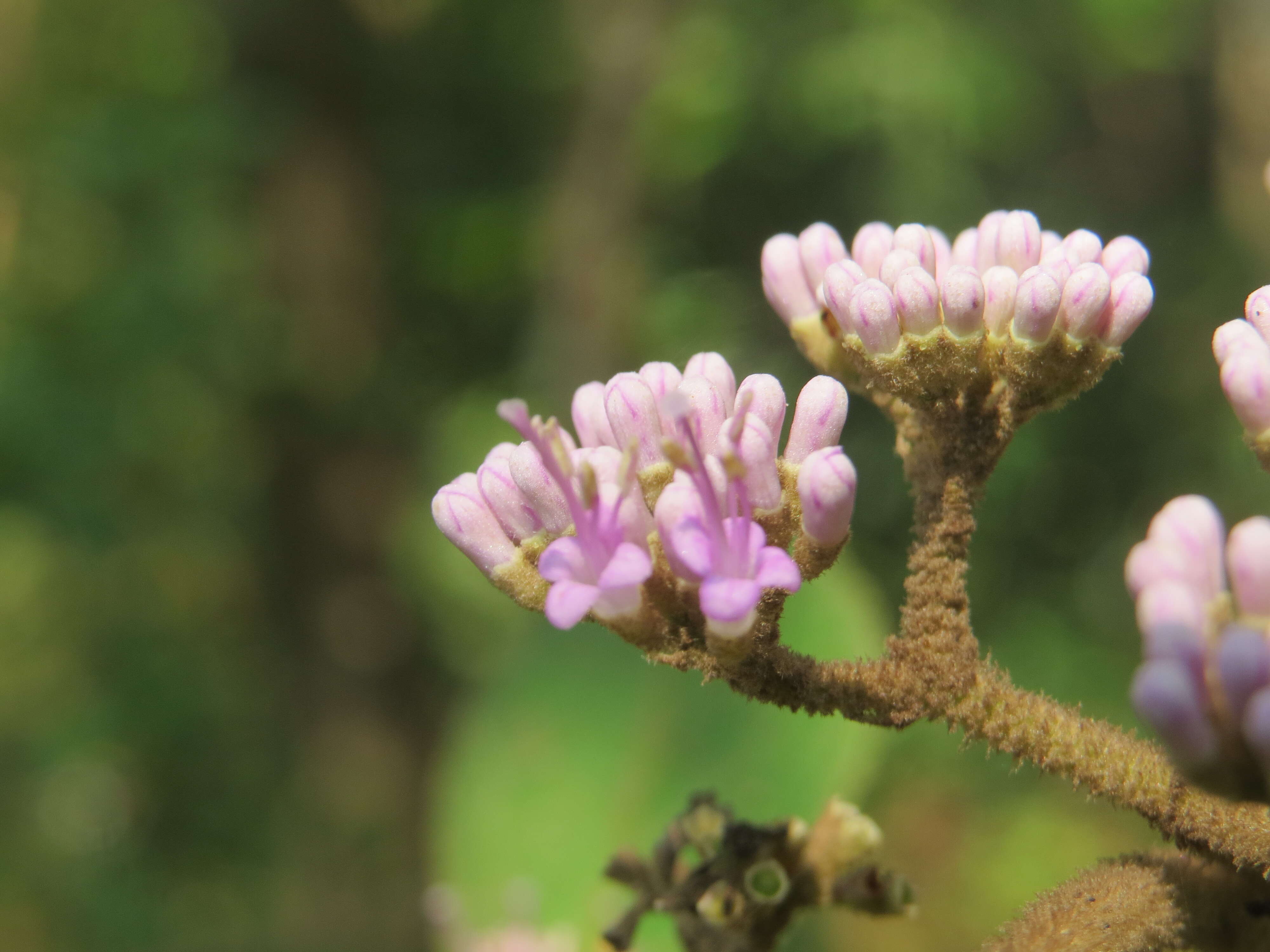 Image of Callicarpa tomentosa (L.) L.