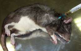 Image of Rattus norvegicus f. domestica