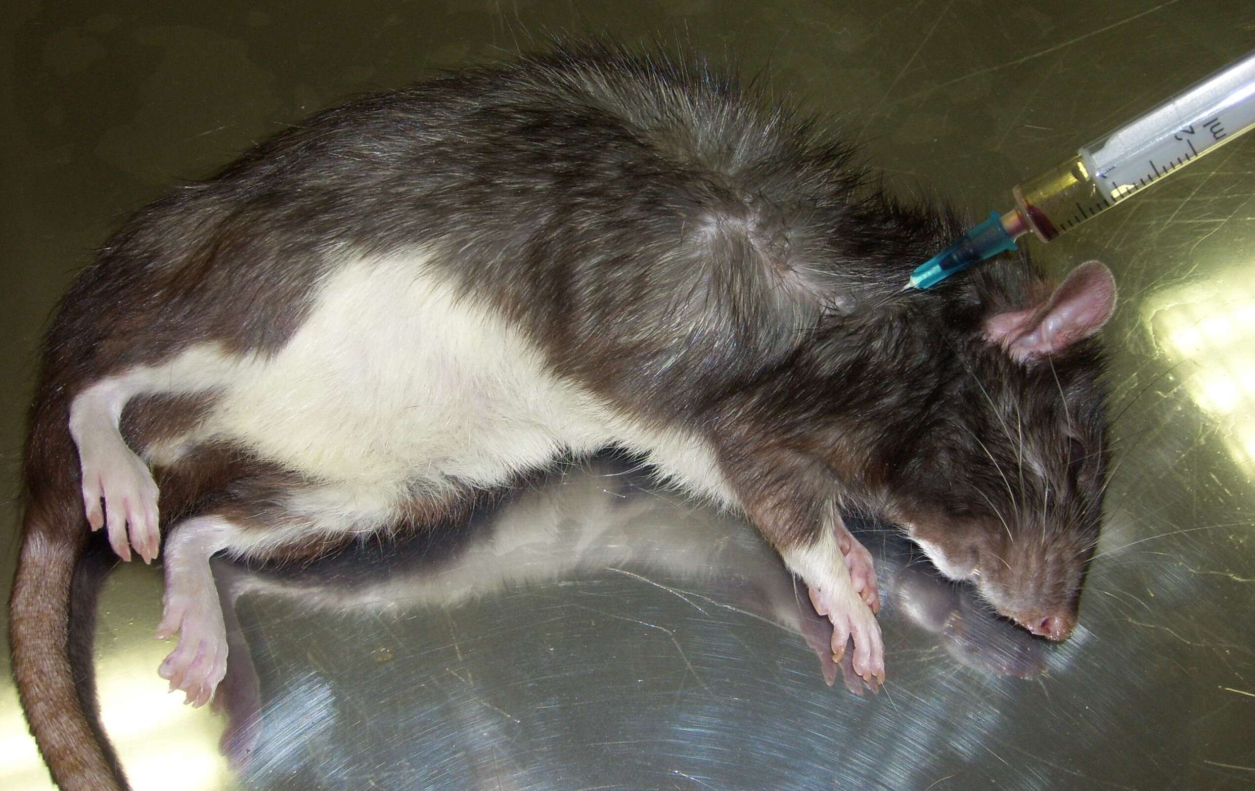 Image of Rattus norvegicus f. domestica