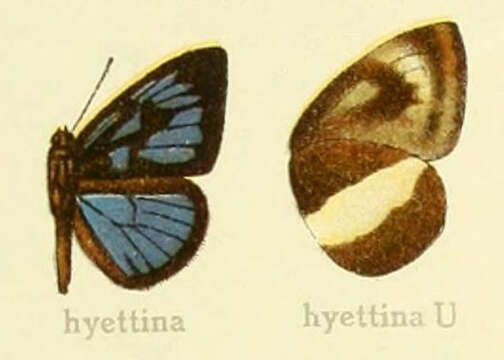 Imagem de Hypophytala hyettina (Aurivillius 1897)