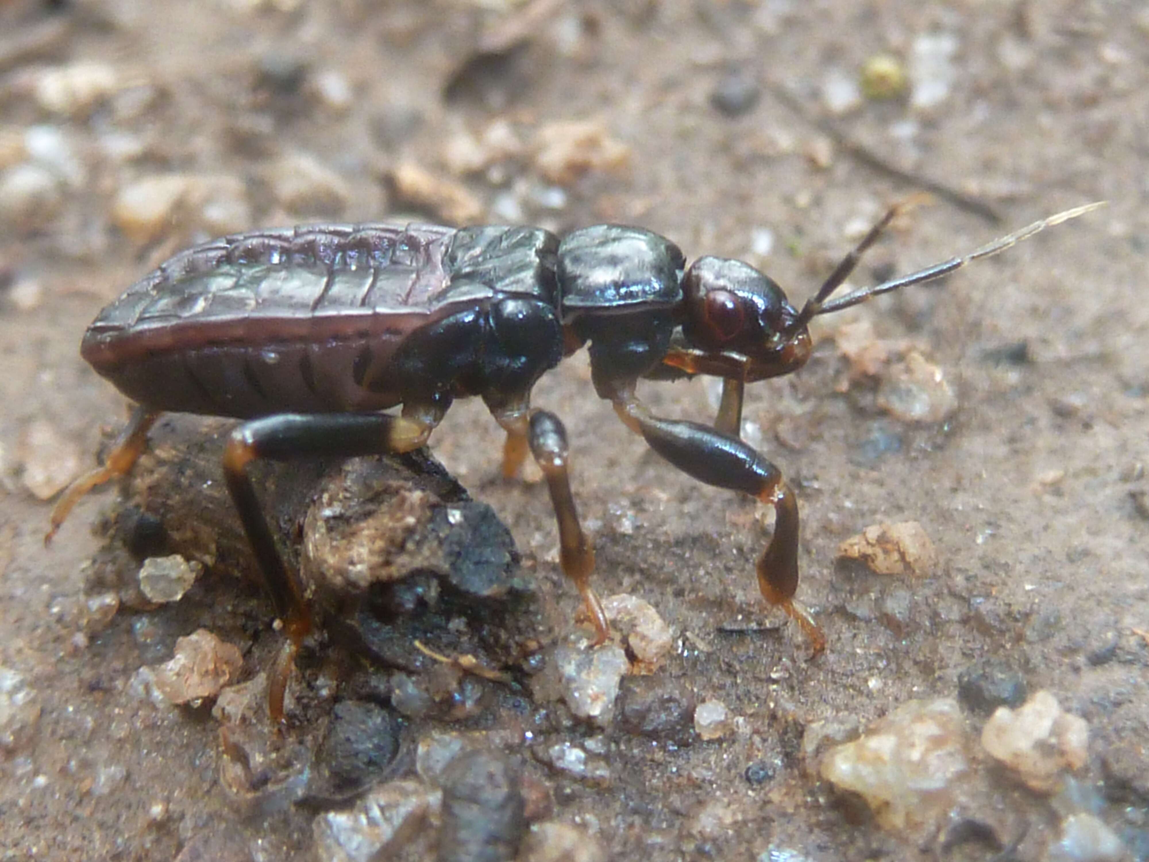 Image of Glymmatophora Stål 1853