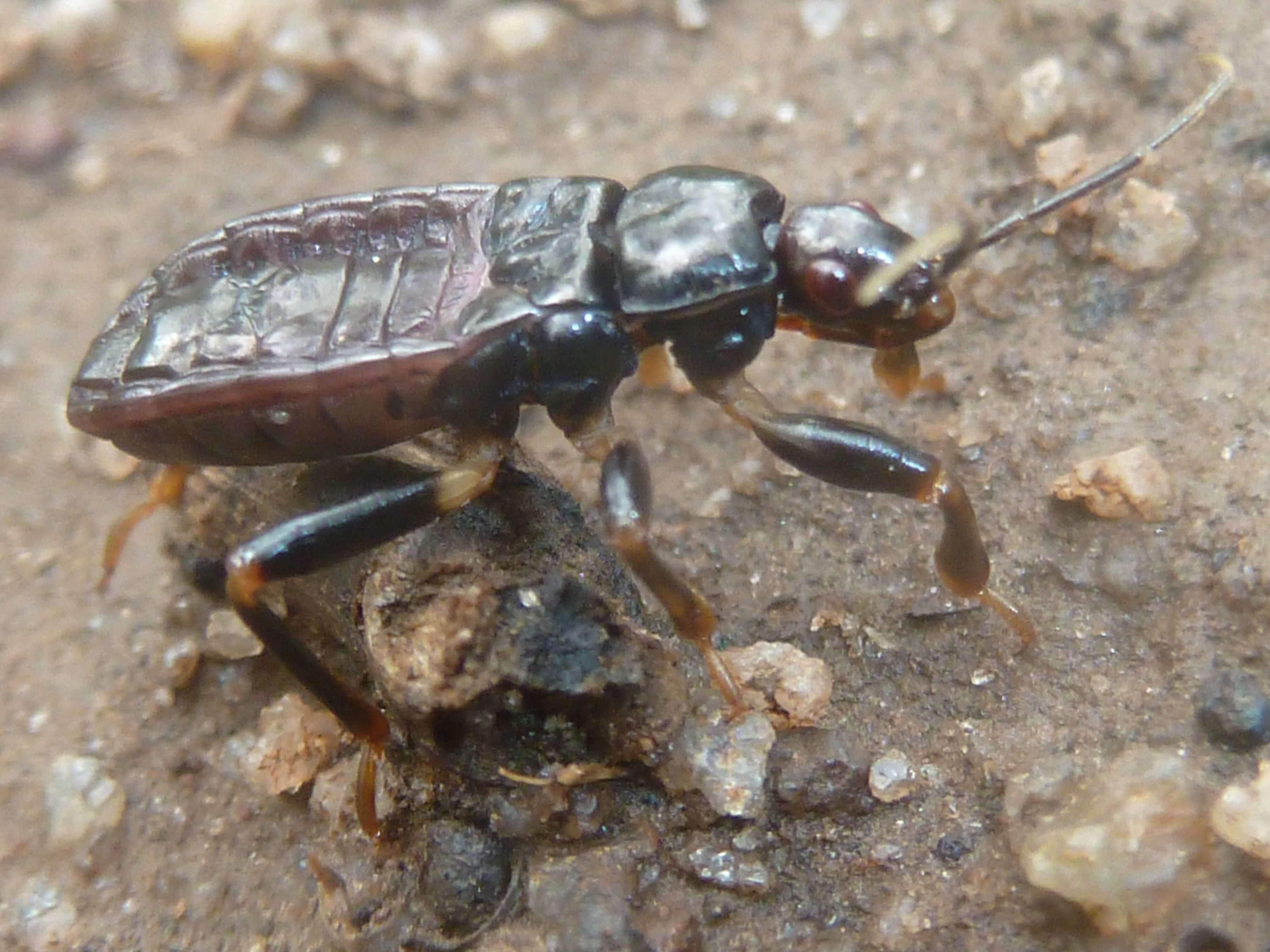 Image of Glymmatophora Stål 1853