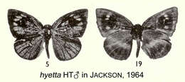 Слика од Hypophytala hyetta