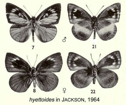 Imagem de Hypophytala hyettoides (Aurivillius 1895)